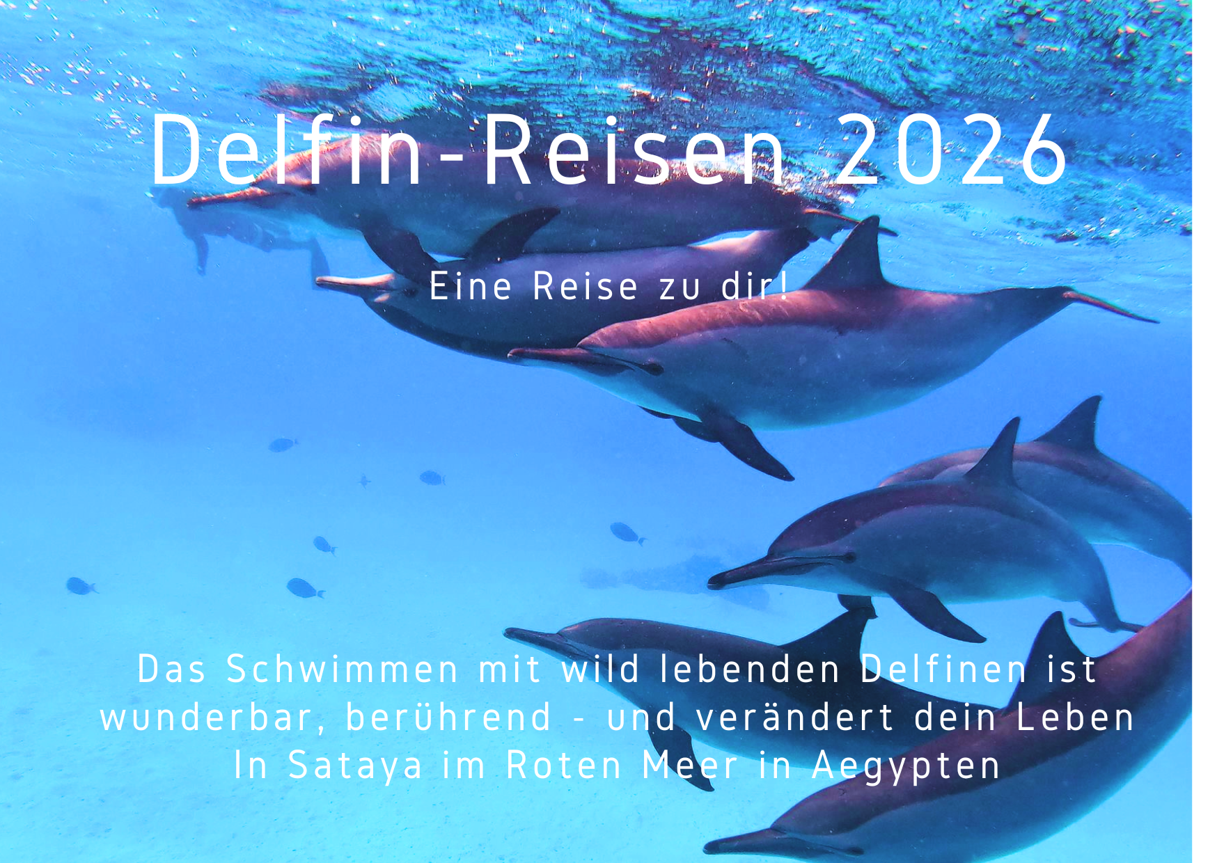 Reise zu den Delfinen